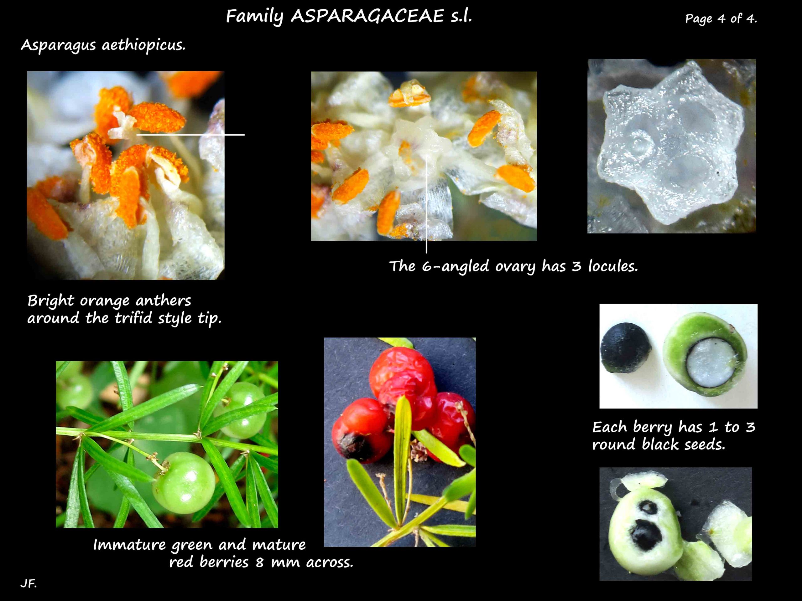 4 Asparagus aethiopicus stamens & fruit
